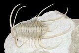 Spiny Boedaspis Trilobite - Museum Quality Specimen #180209-3